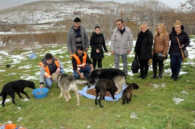 Belediye sokak hayvanlarını unutmadı