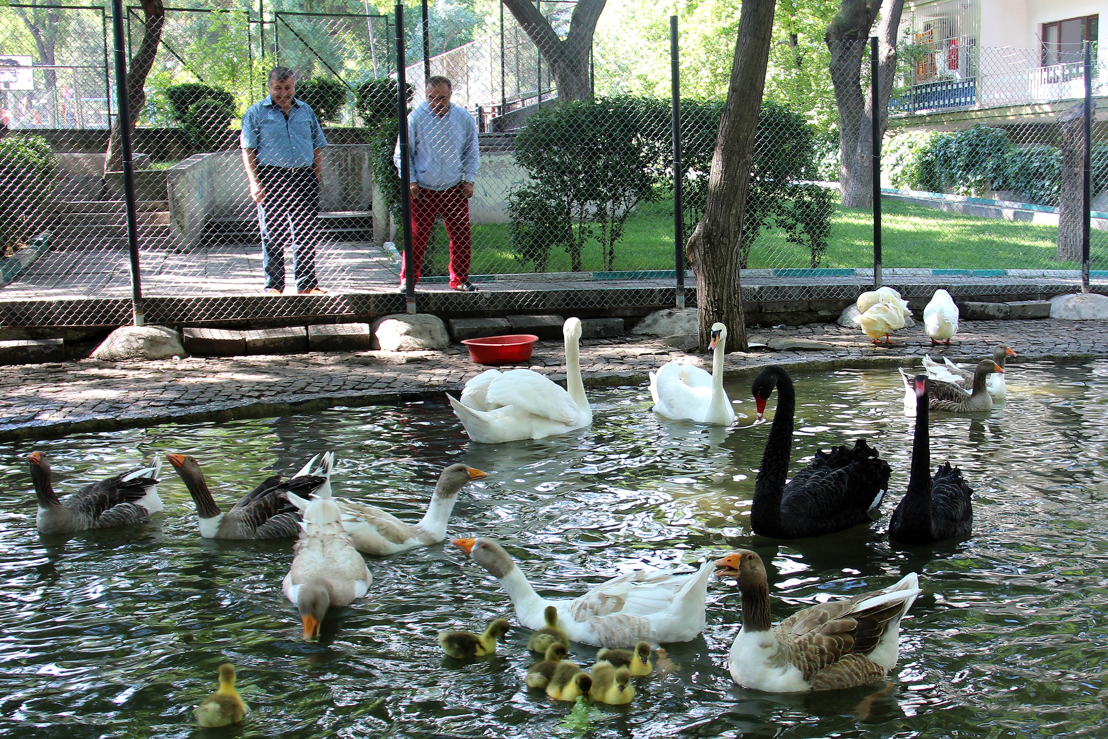 BİBER GAZINDAN ETKİLENEN KUĞULAR ?ÖRDEKLİ PARK?A TAŞINDI