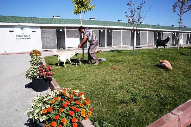200 Köpeğe Ev Sahipliği Yapıyor