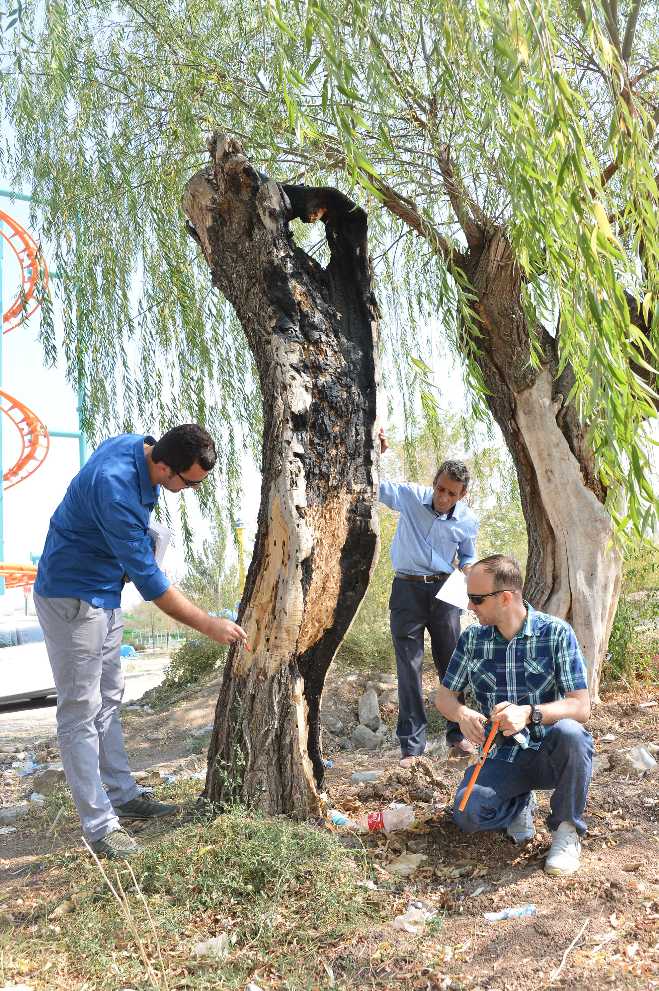 AOÇde Ağaçlar kesiliyor