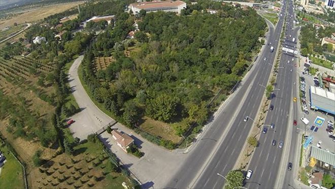 Orman Bakanlığı İçin Yüzlerce Ağaç Katliamı