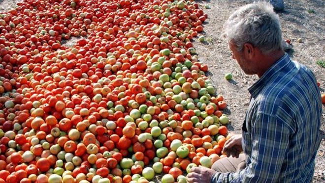 Ayaş Domatesini Yağmur Vurdu