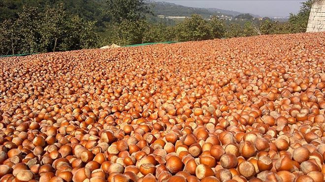 FINDIK FİYATLARINDAKİ DÜŞÜŞ ENDİŞE VERiCi