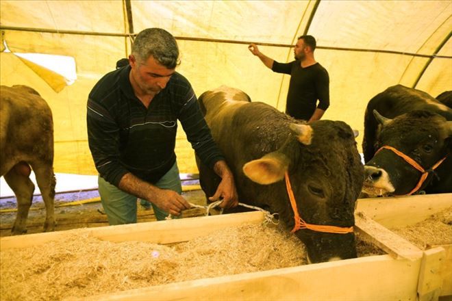 Yenimahalle´de Kurban Bayramı telaşı başladı