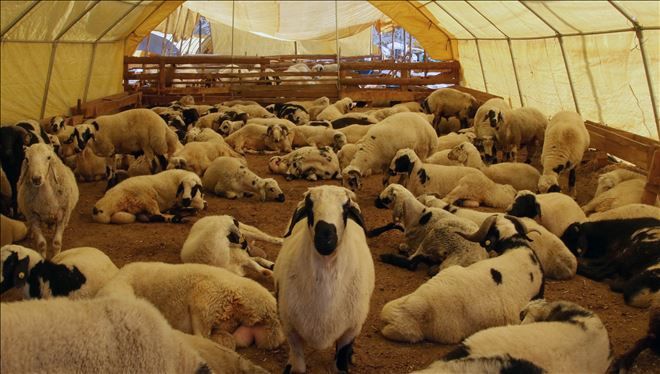 MÜHYE´DE KURBAN SATIŞI BAŞLADI
