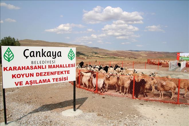 KÖYLÜ İSTEDİ ÇANKAYA YAPTI