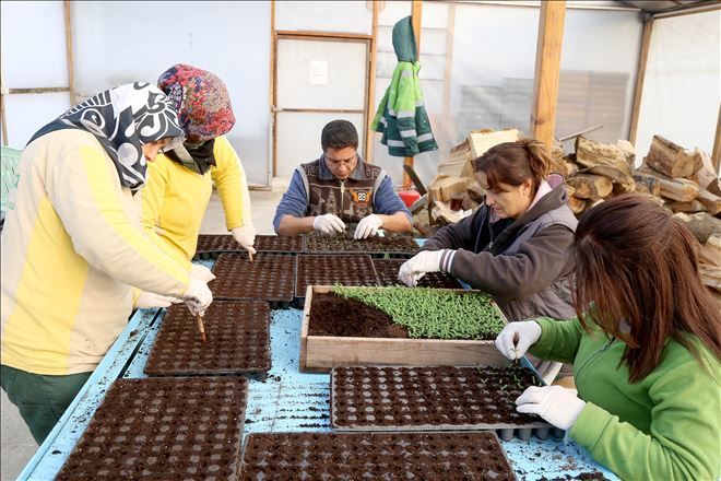 ÇANKAYA´NIN YAZLIK ÇİÇEK ÜRETİMİ BAŞLADI