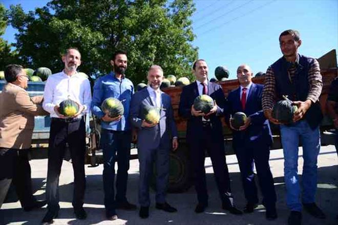 Kahramankazan Kavunu Pazara İndi.