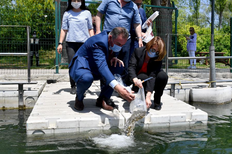 BÜYÜKŞEHİR 14 BİN YAVRU SAZAN BALIĞINI SUYLA BULUŞTURDU