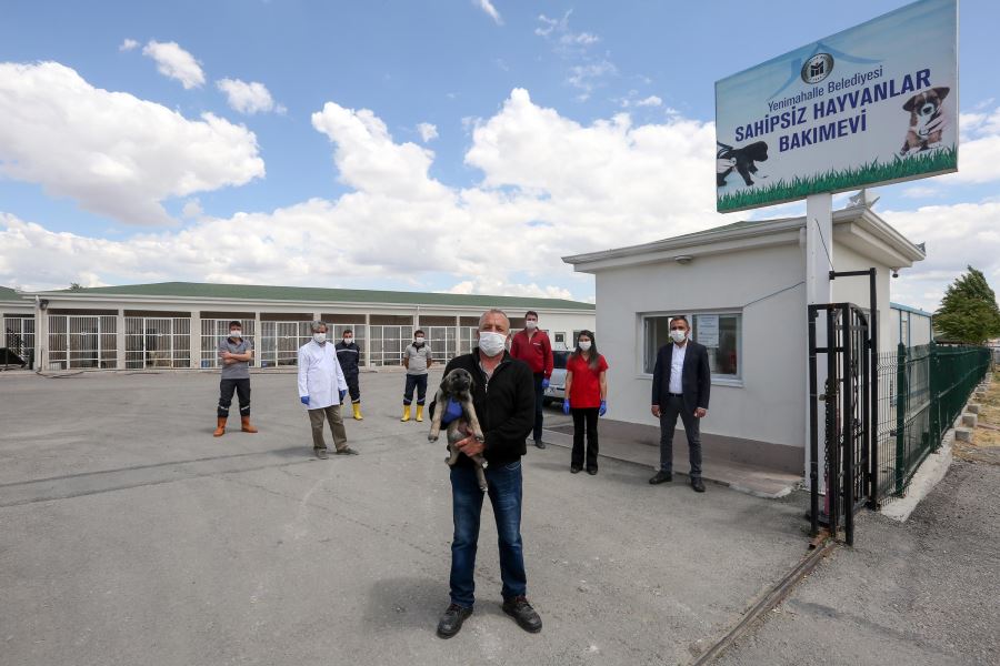 232 köpek sıcak yuvaya kavuştu