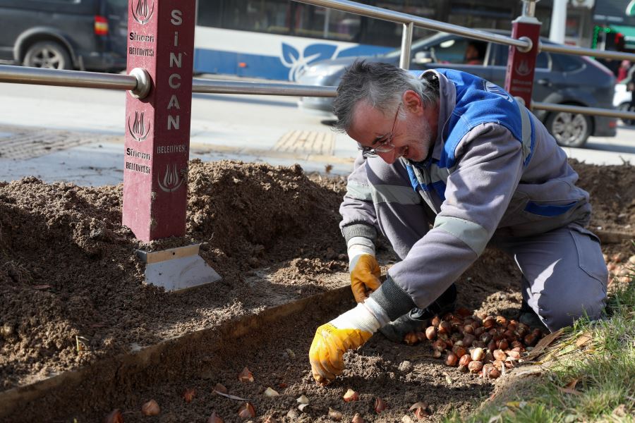 SİNCAN’DA BİNLERCE LALE VE SÜMBÜL TOPRAKLA BULUŞUYOR