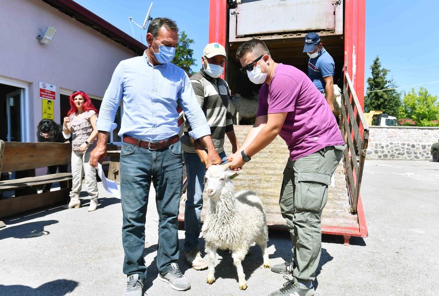  BÜYÜKŞEHİR’DEN YERLİ ÜRETİCİLERE DAMIZLIK TEKE DESTEĞİ