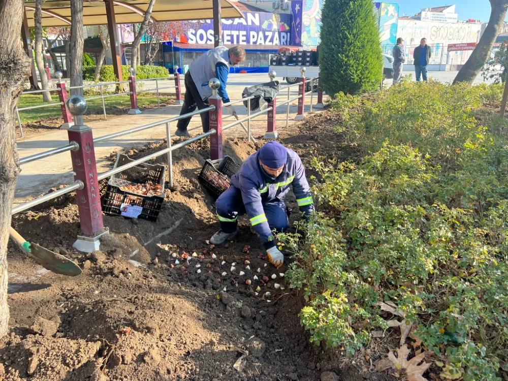 SİNCAN’DA LALE EKİMİ BAŞLADI