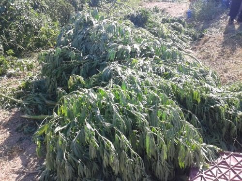 Kenevir Operasyonunda 12 gözaltı