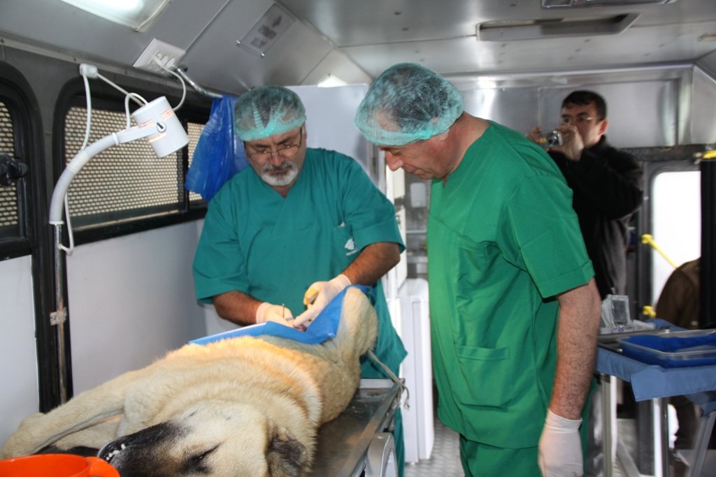 Çubuk`ta sokak hayvanları kısırlaştırılıyor