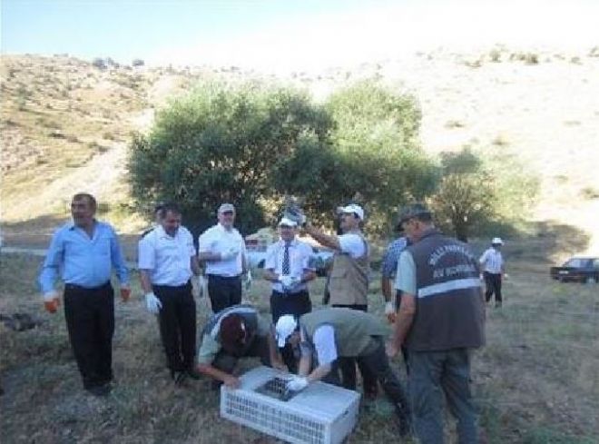 Çekirgelerle mücadelede keklik önlemi