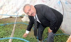 Ayaş domatesi ?milli? meselemiz  